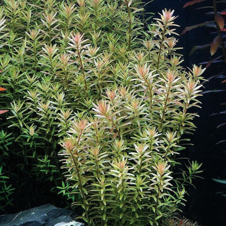 Ротала ратундифолия (Rotala rotundifolia)